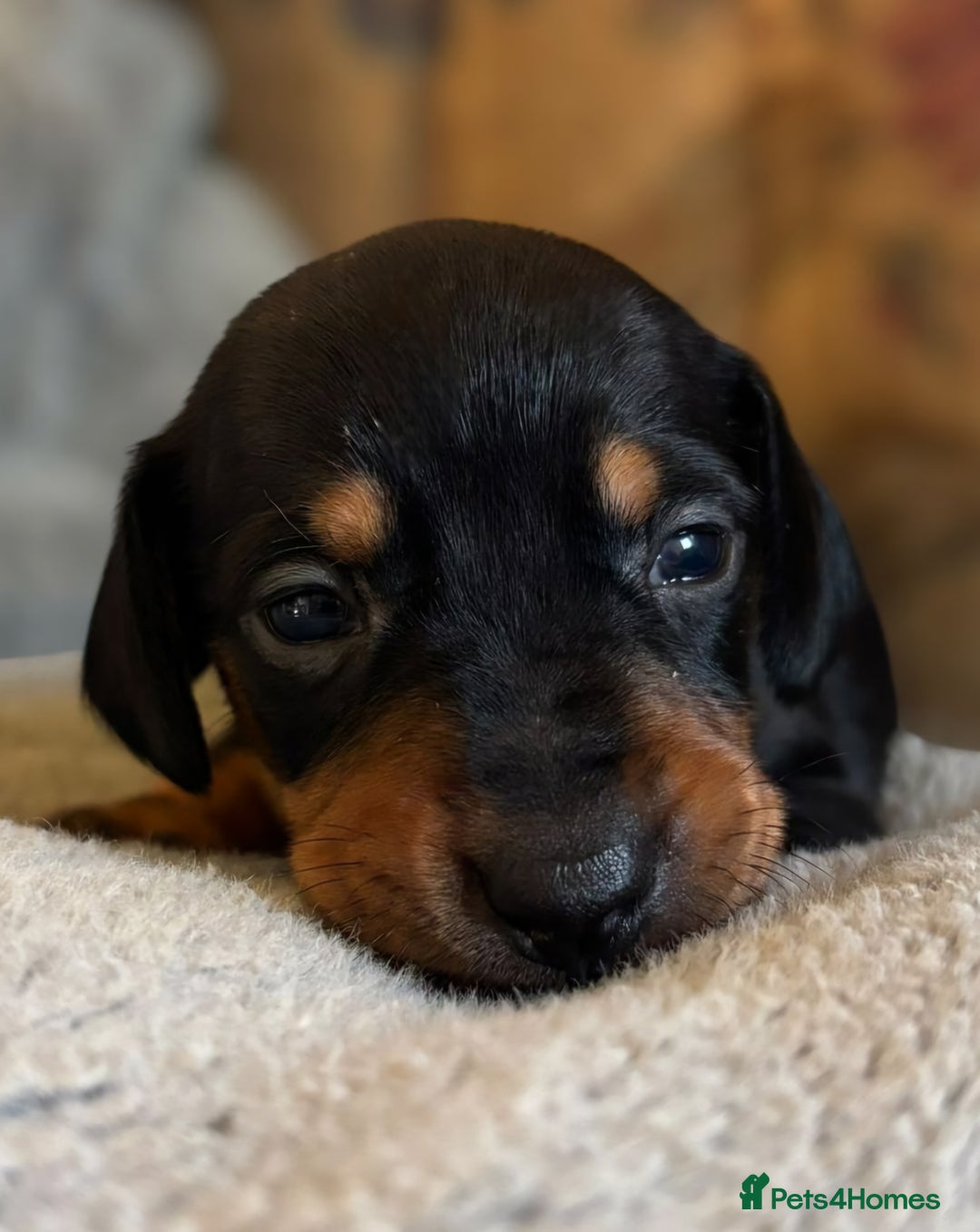 Miniature Dachshund dogs for sale: Stunning Miniature Dachshund Puppies - Image 2