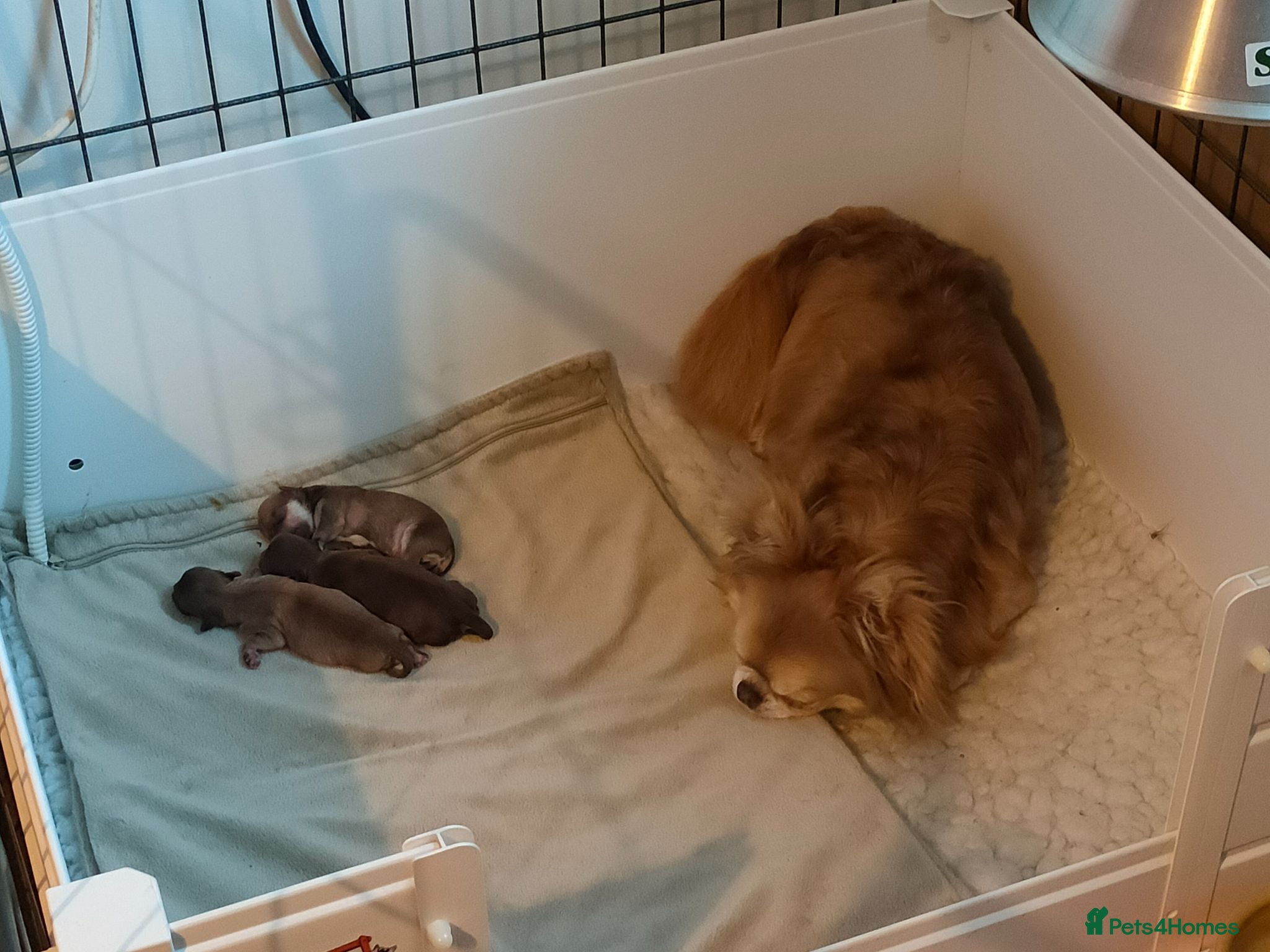 Chihuahua dogs Three stunning long coat puppies  - Advert 1