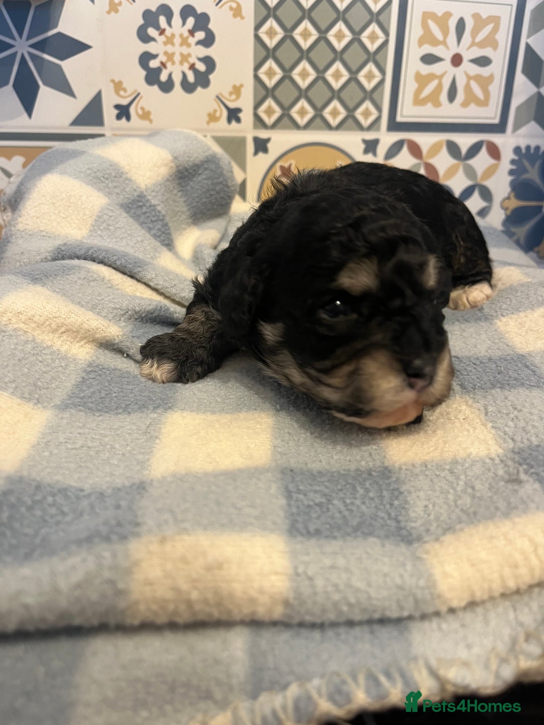 Maltipoo dogs for sale: Maltipoo puppies ready 8th January - Advert 2