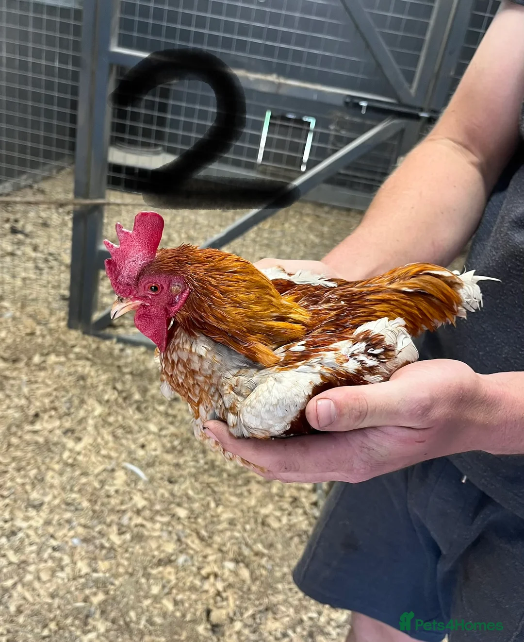 Chickens poultry for sale: Old English game cockerels  in Newmarket - Advert 2