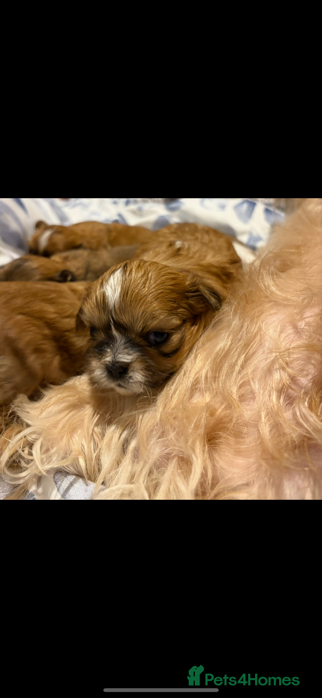 Shih Tzu dogs for sale: Shih tzu puppies - Image 11