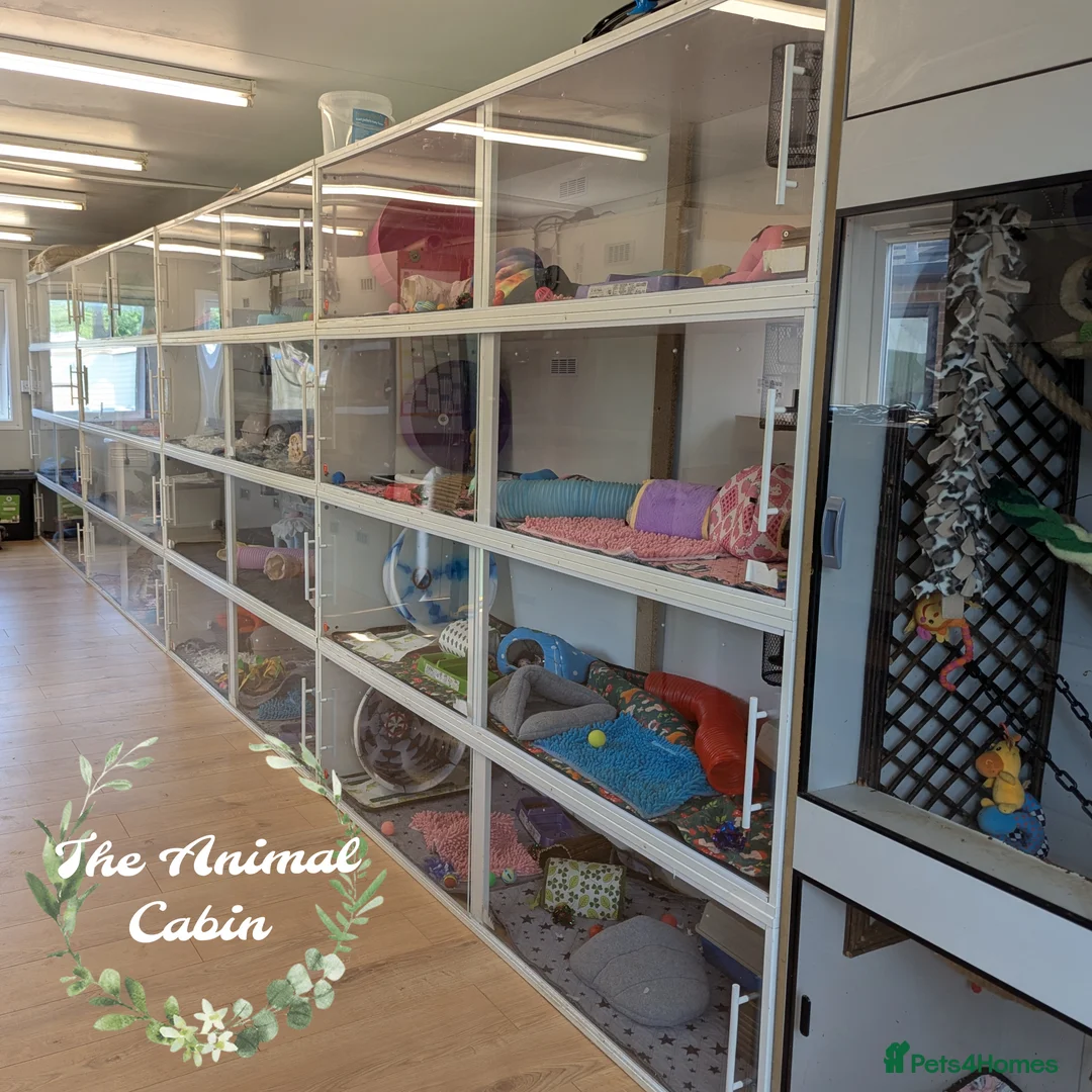 Pygmy Hedgehog rodents for sale: African pygmy hedgehog babies. Very friendly! - Advert 6