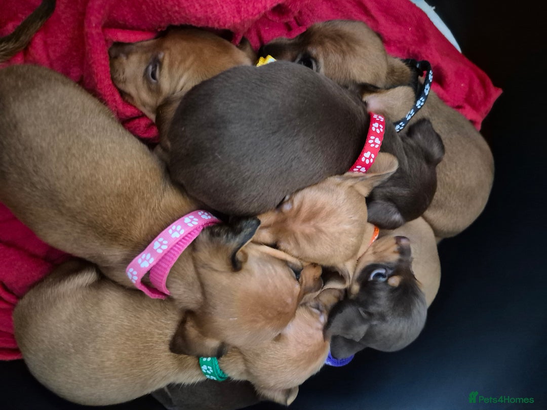 Dachshund dogs for sale: Smooth Haired Dachshund puppies - Advert 16