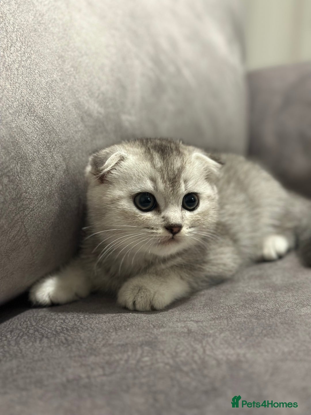 Scottish Fold cats for sale: Beautiful Scottish Fold/British Shorthair Kittens - Advert 8