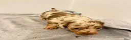 Miniature Dachshund dogs for sale: LONG HAIRED MINIATURE RUSSIAN DACHSHUNDS  - Advert 23