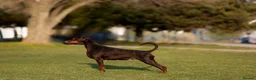 Dobermann dogs for sale:  ✨ A Carefully Planned Litter ✨ in Swansea - Advert 6