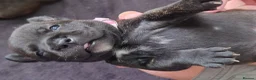 Staffordshire Bull Terrier dogs for sale: ExceptionalStaffordshire bull Terrier Puppies - Advert 17