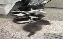 Mixed Breed cats for sale: Beautiful half Maine coon kittens ❤️ - Image 3
