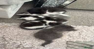 Mixed Breed cats - Advert 2