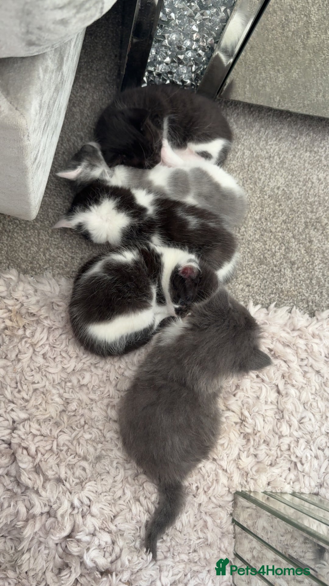 Mixed Breed cats for sale: Beautiful half Maine coon kittens ❤️ - Image 3
