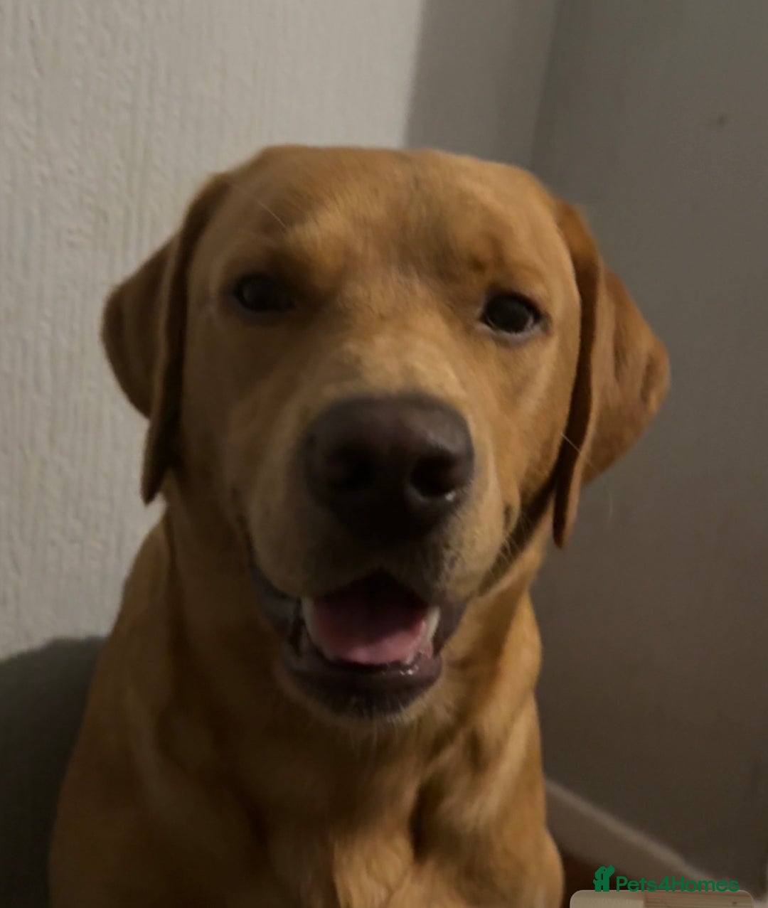 Labrador Retriever dogs for stud: 2 handsome  kc registered brothers for stud - Advert 4