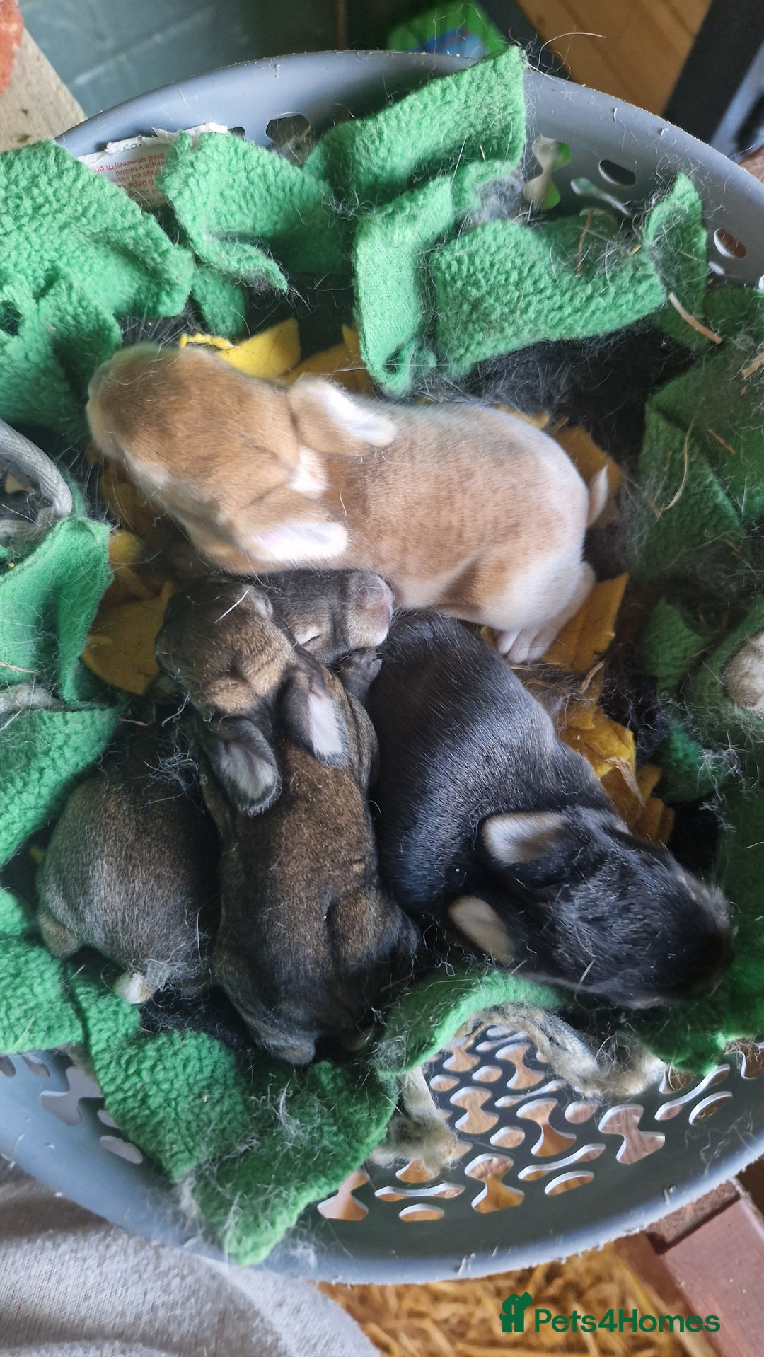 Rex rabbits for sale: Mini rex rabbits - Image 2