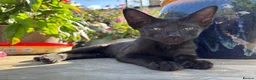 Oriental cats for sale: Oriental mix in Lincoln - Advert 2
