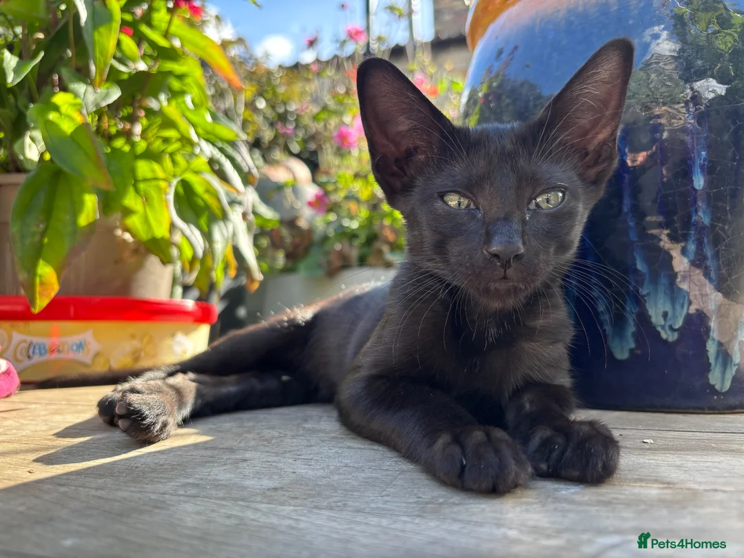 Oriental cats for sale: Oriental mix in Lincoln - Advert 2