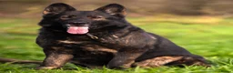 German Shepherd dogs for sale: Health tested Czech German shepherd puppies - Advert 7