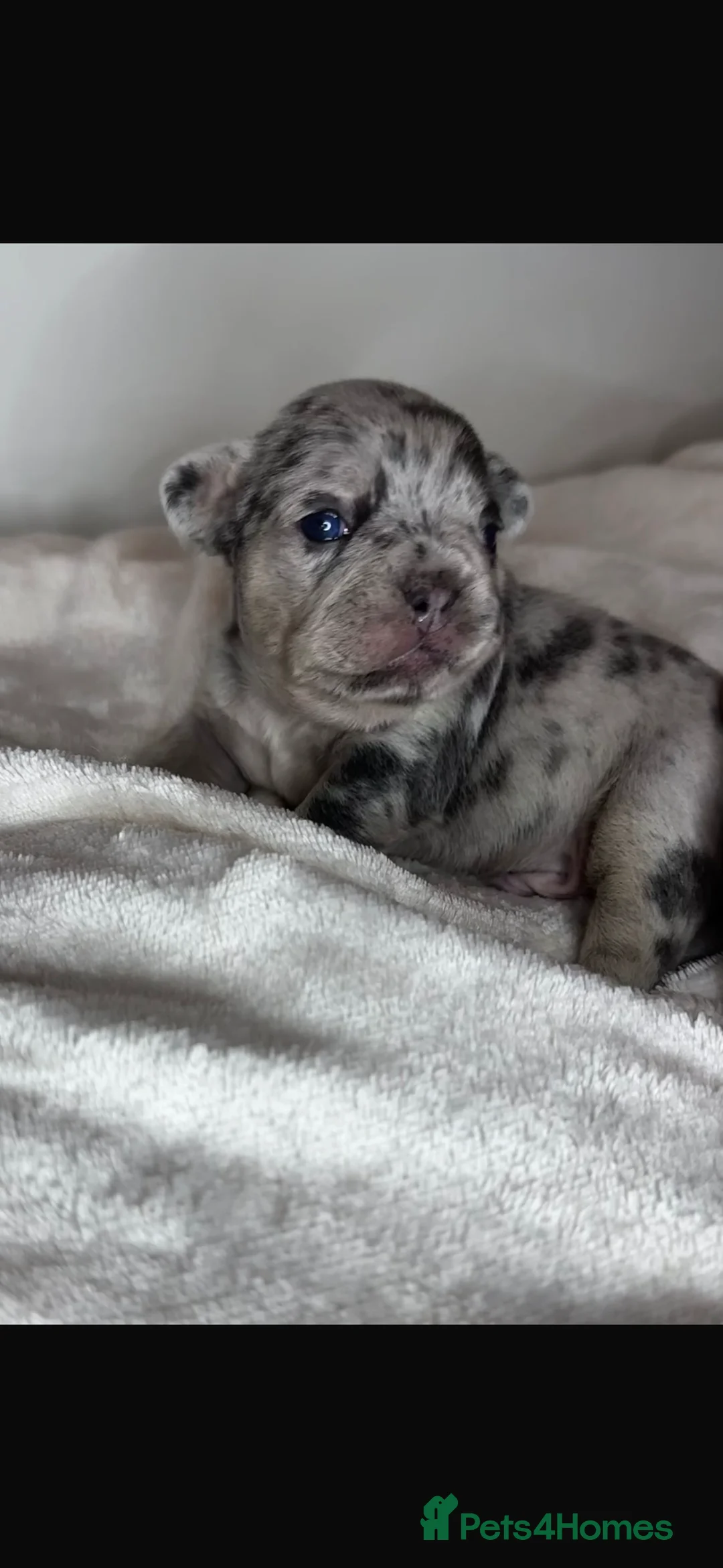 French Bulldog dogs for sale: Beautiful French Bulldog Puppies Available  - Advert 2