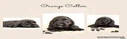 Cocker Spaniel dogs for sale: Show Cocker spaniels  in Maidstone - Advert 5