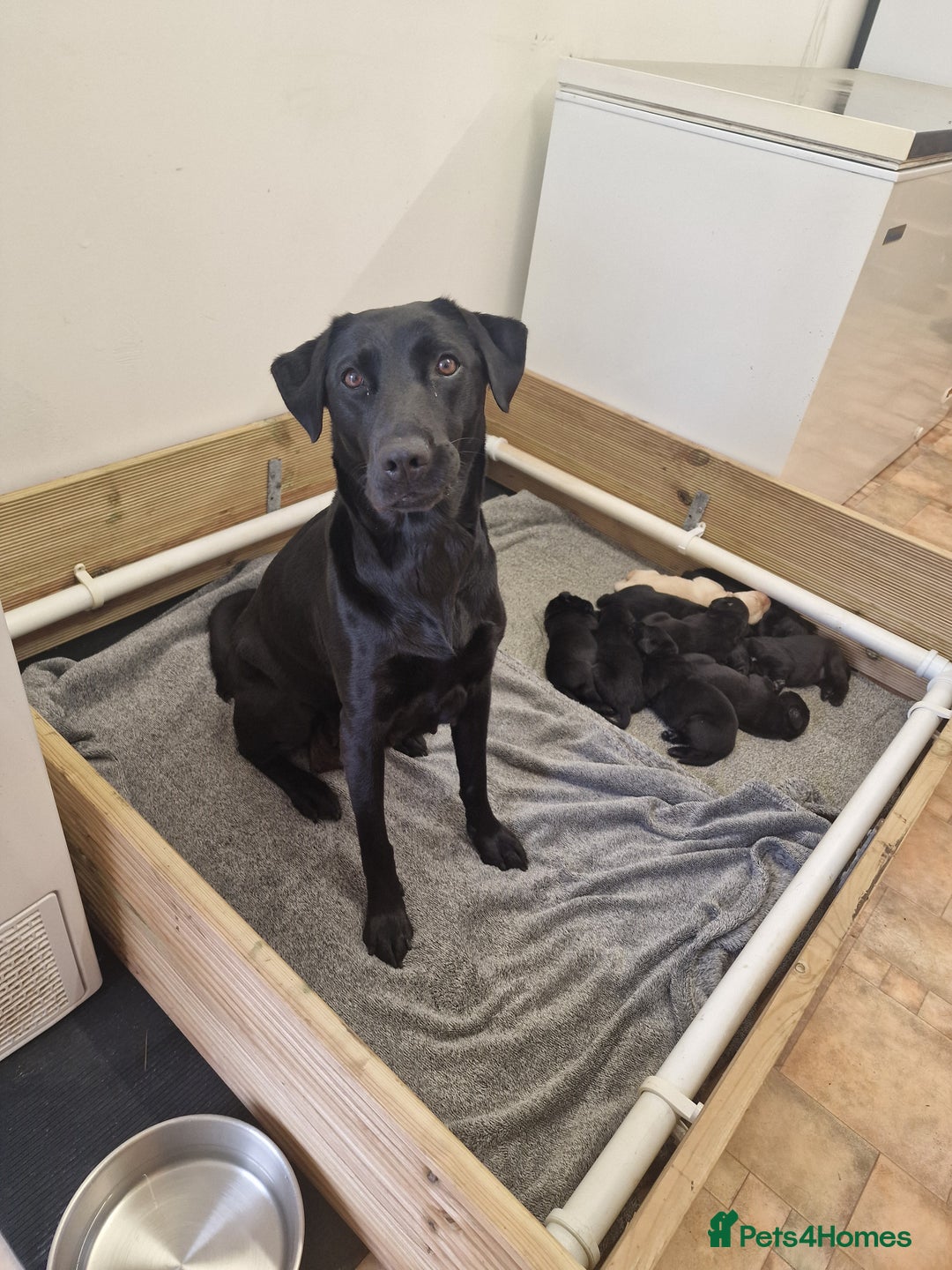 Labrador Retriever dogs for sale: **PEDIGREE, KC REGISTERED AND HIP SCORED** - Image 17