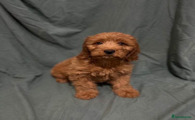 Cockapoo dogs - Advert 2