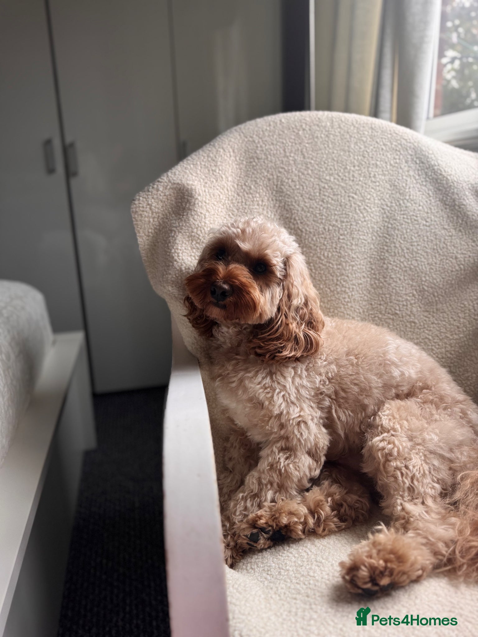 Cavapoo dogs for stud: Teddy – Available for Stud in Romford - Advert 1