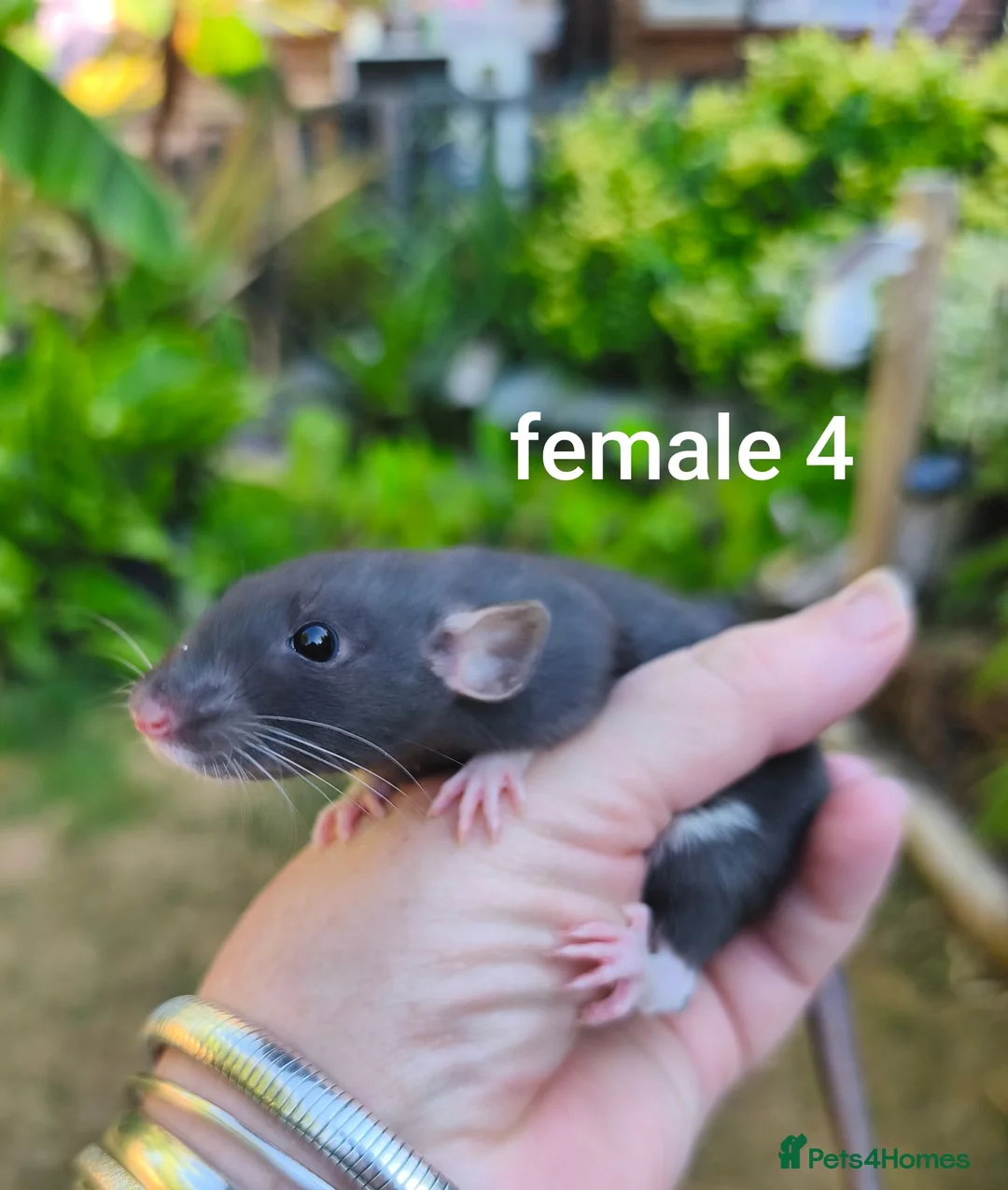 Rat rodents for sale: Beautiful Dumbo rex rats - Advert 11