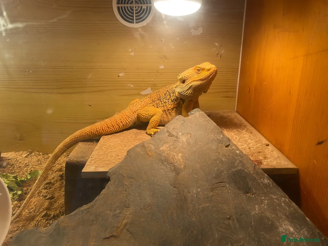 Bearded Dragon reptiles for sale: Gnar the bearded dragon looking for a home  in Maldon - Advert 7