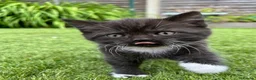British Shorthair cats for sale: British short hairs for sale  in Manchester - Advert 4