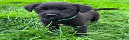 Mixed Breed dogs for sale: HUNTADOR PUPPIES READY FOR THEIR NEW HOMES!  - Advert 27