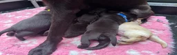 Labrador Retriever dogs for sale: KENNEL CLUB REGISTERED CHOCOLATE LABRADOR PUPPIES  - Advert 10