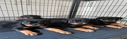 Rottweiler dogs for sale: Rottweiler Puppies  - Advert 5