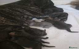 Cane Corso dogs for sale: Cane corso puppys - Image 4