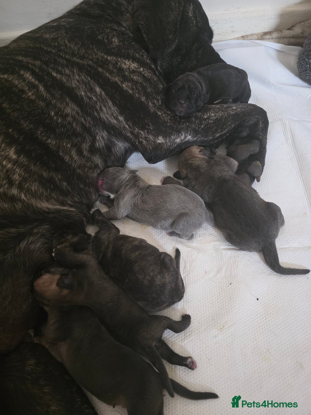 Cane Corso dogs for sale: Cane corso puppys - Image 4