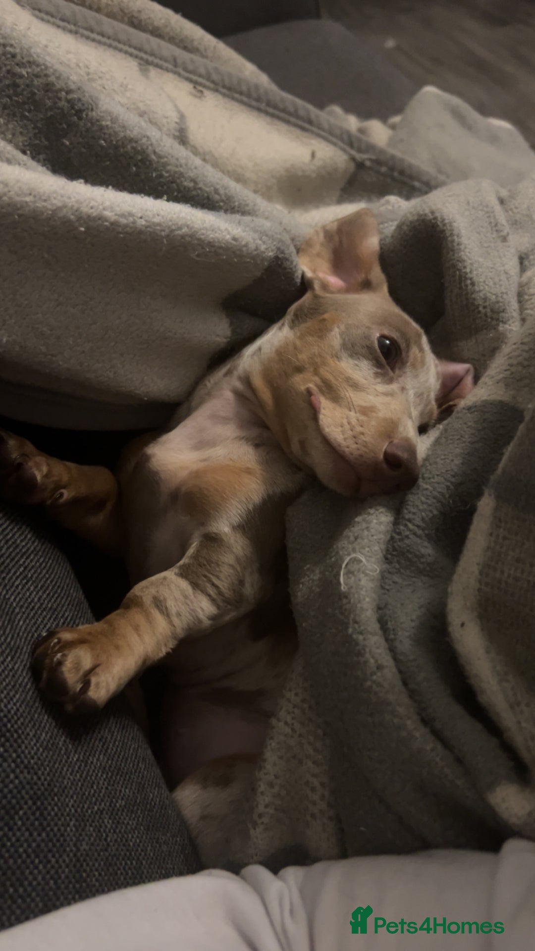 Miniature Dachshund dogs for sale: Silver dapple dachshund  - Advert 6