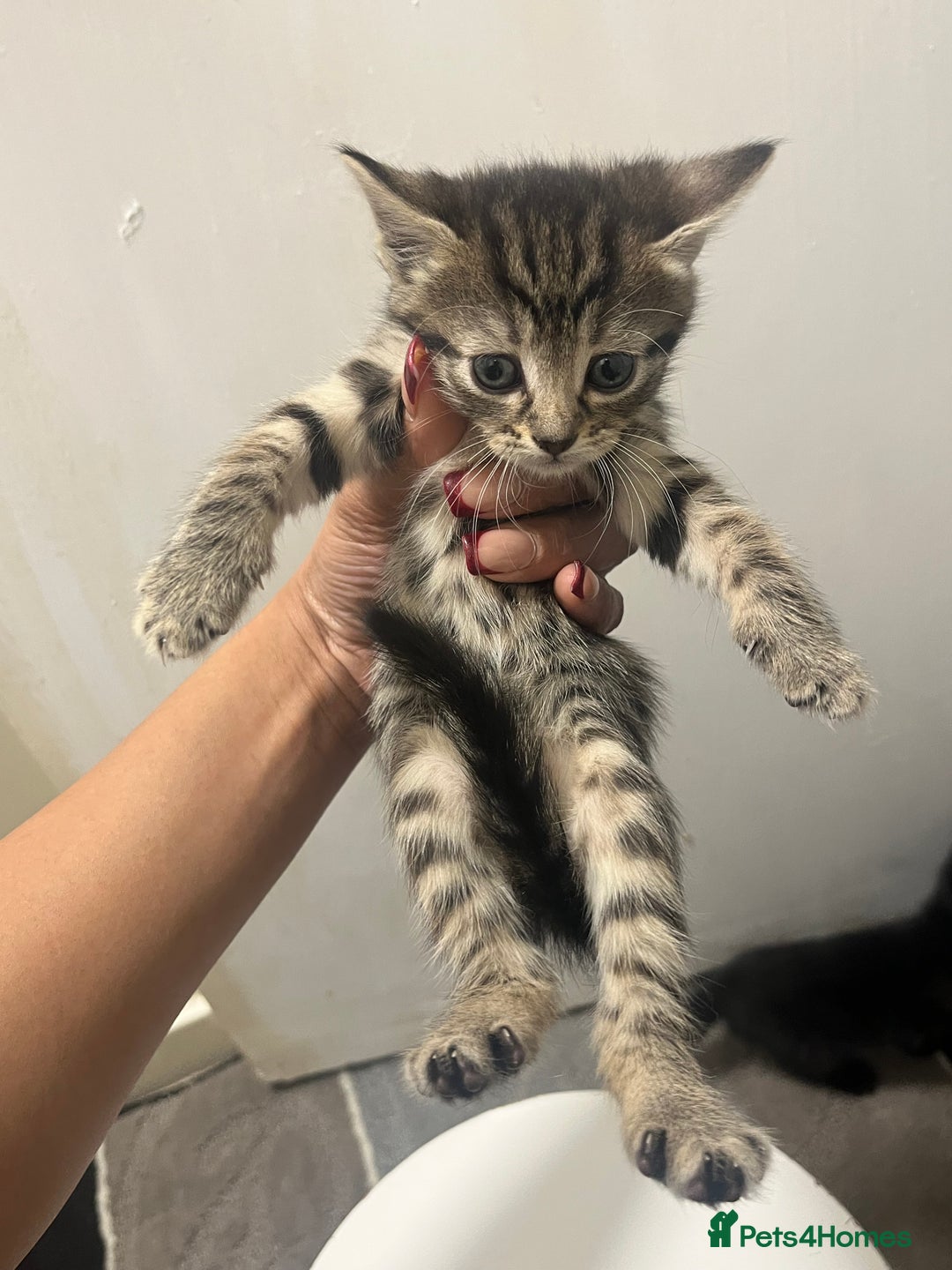 Mixed Breed cats for sale: Mixed breed kittens - Advert 6