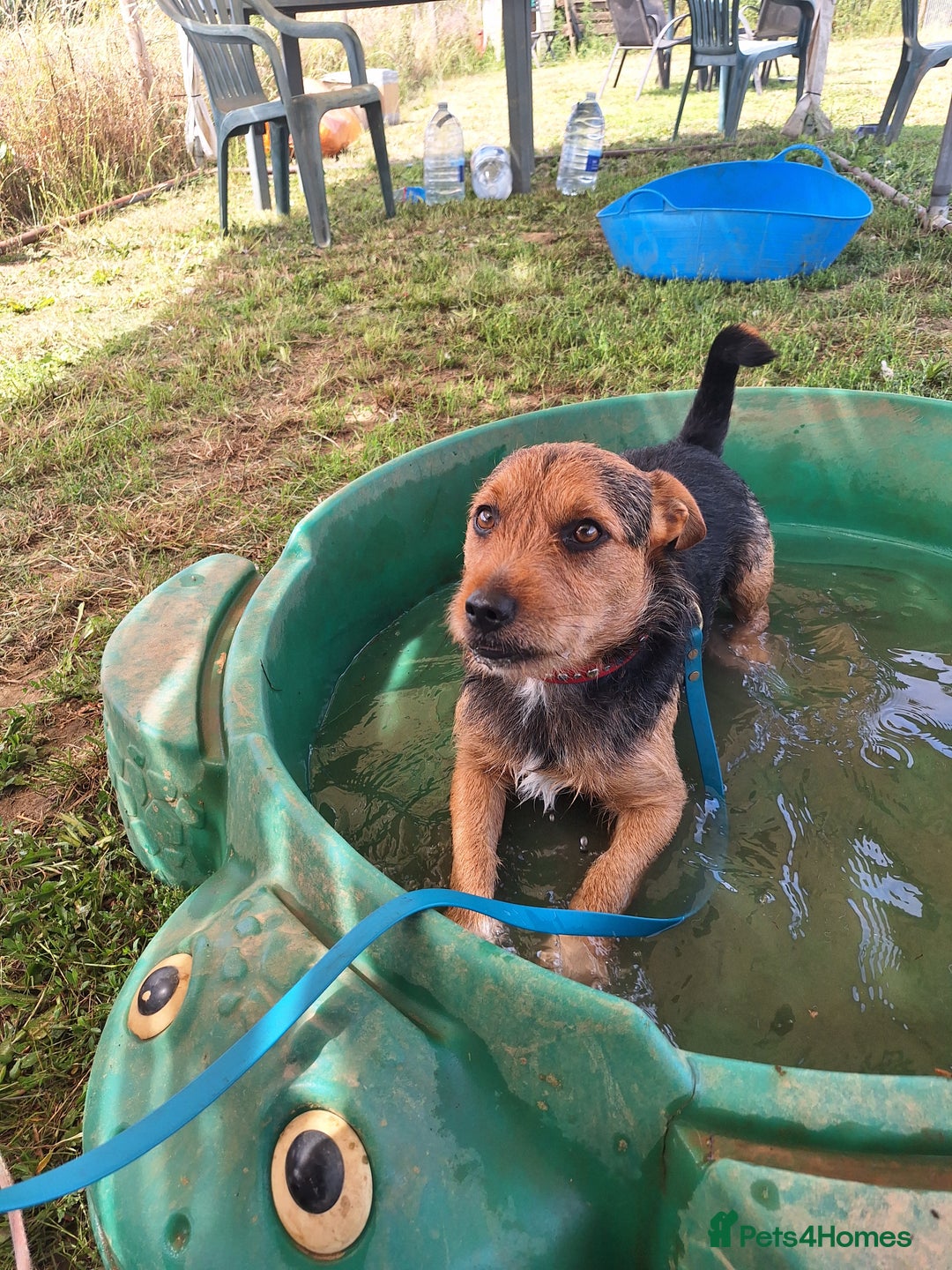 Patterjack dogs for stud: Jack Russell cross Patterdale for stud - Image 7