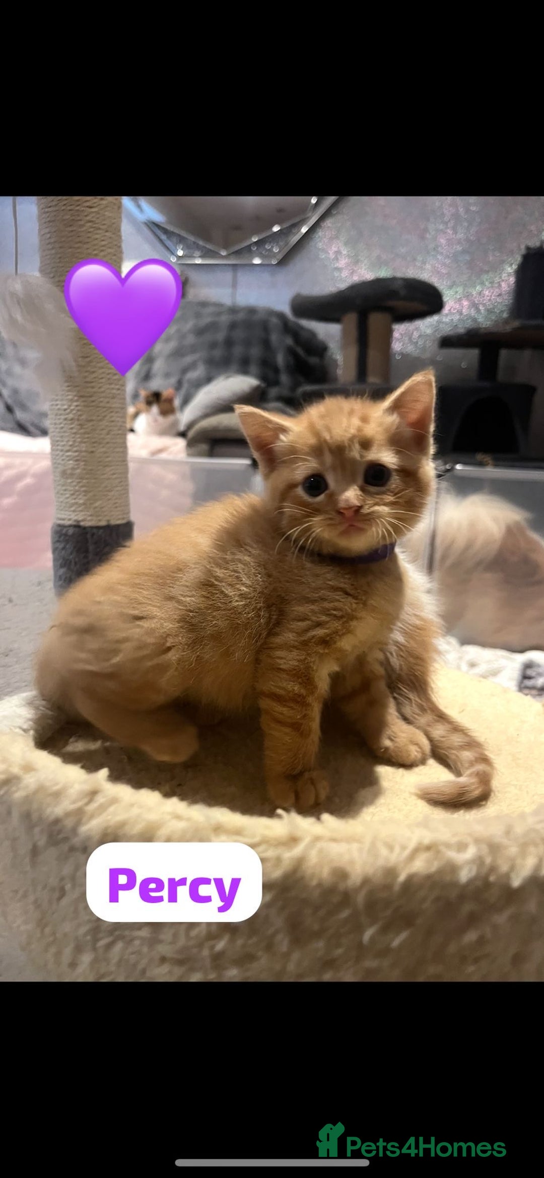 Mixed Breed cats for sale: 🐾 8 Beautiful kittens….🩵🩷 - Advert 11