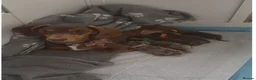 Miniature Dachshund dogs for sale: Gorgeous Miniature Dachshund Puppies in Sutton - Advert 6