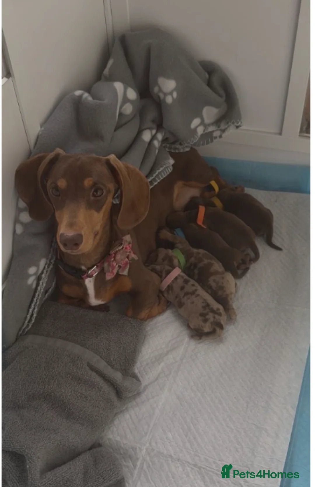 Miniature Dachshund dogs for sale: Gorgeous Miniature Dachshund Puppies in Sutton - Advert 6