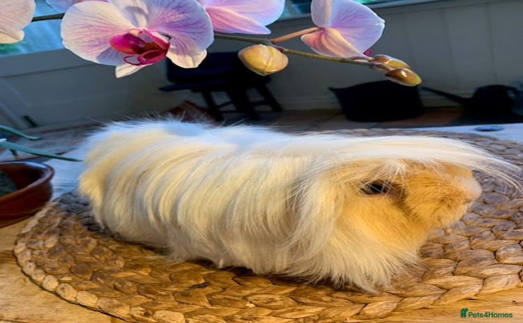 Guinea Pig rodents - Advert 12