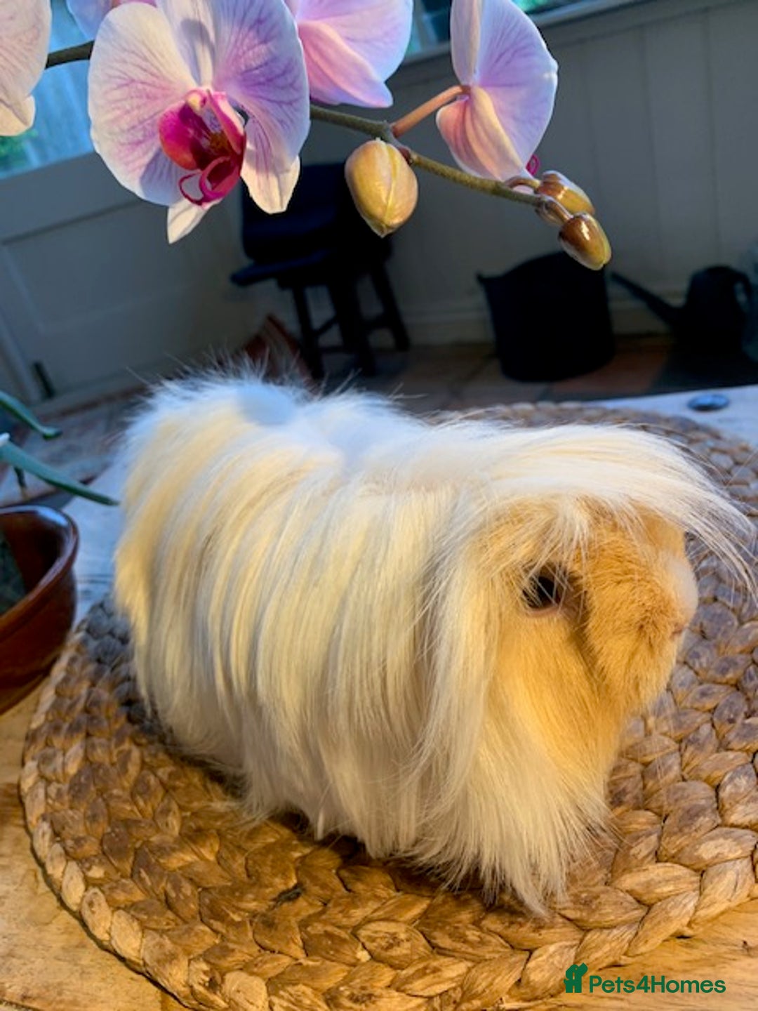 Guinea Pig rodents for sale: Beautiful Peruvian Lady - Image 1