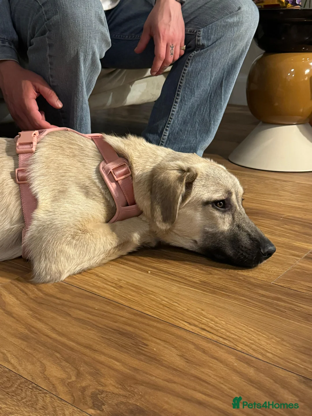 Anatolian Shepherd dogs for adoption: Cindy – Sweet Young Anatolian Shepherd Girl 🐾 in London - Advert 2