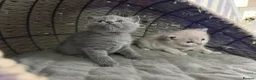 British Shorthair cats for sale: Kitens will be ready for 17 June  - Advert 8