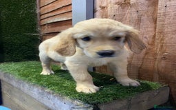 Golden Retriever dogs for sale: KC REGISTERED ®️ GOLDEN RETRIEVER PUPPIES 🐶 ❤️ - Image 37