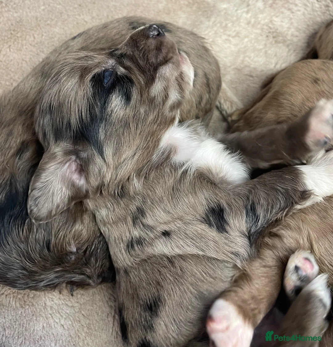 Cocker Spaniel dogs for sale: 6 Beautiful Cocker Spaniel puppies  - Advert 2