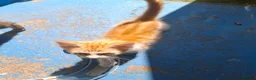 Mixed Breed cats for sale: 3 Ginger Kittens. 8 weeks old  - Advert 16