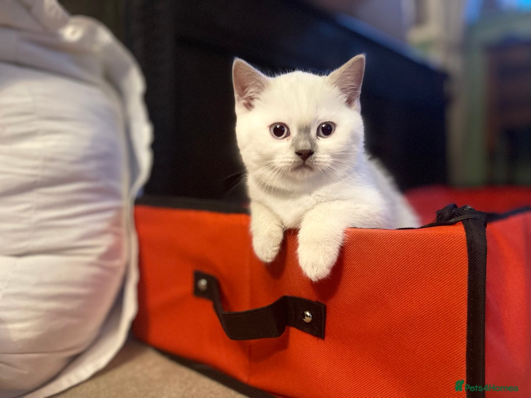 British Shorthair cats for sale: GCCF Registered British Shorthair Kittens - Advert 11