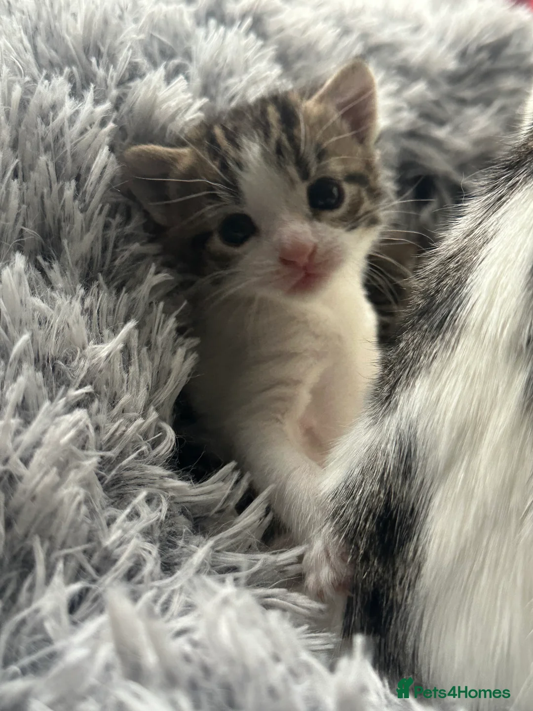 Mixed Breed cats for sale: Mixed male tabby boys  - Advert 8