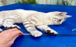 Savannah cats for sale: Breath taking rare girl - Image 9