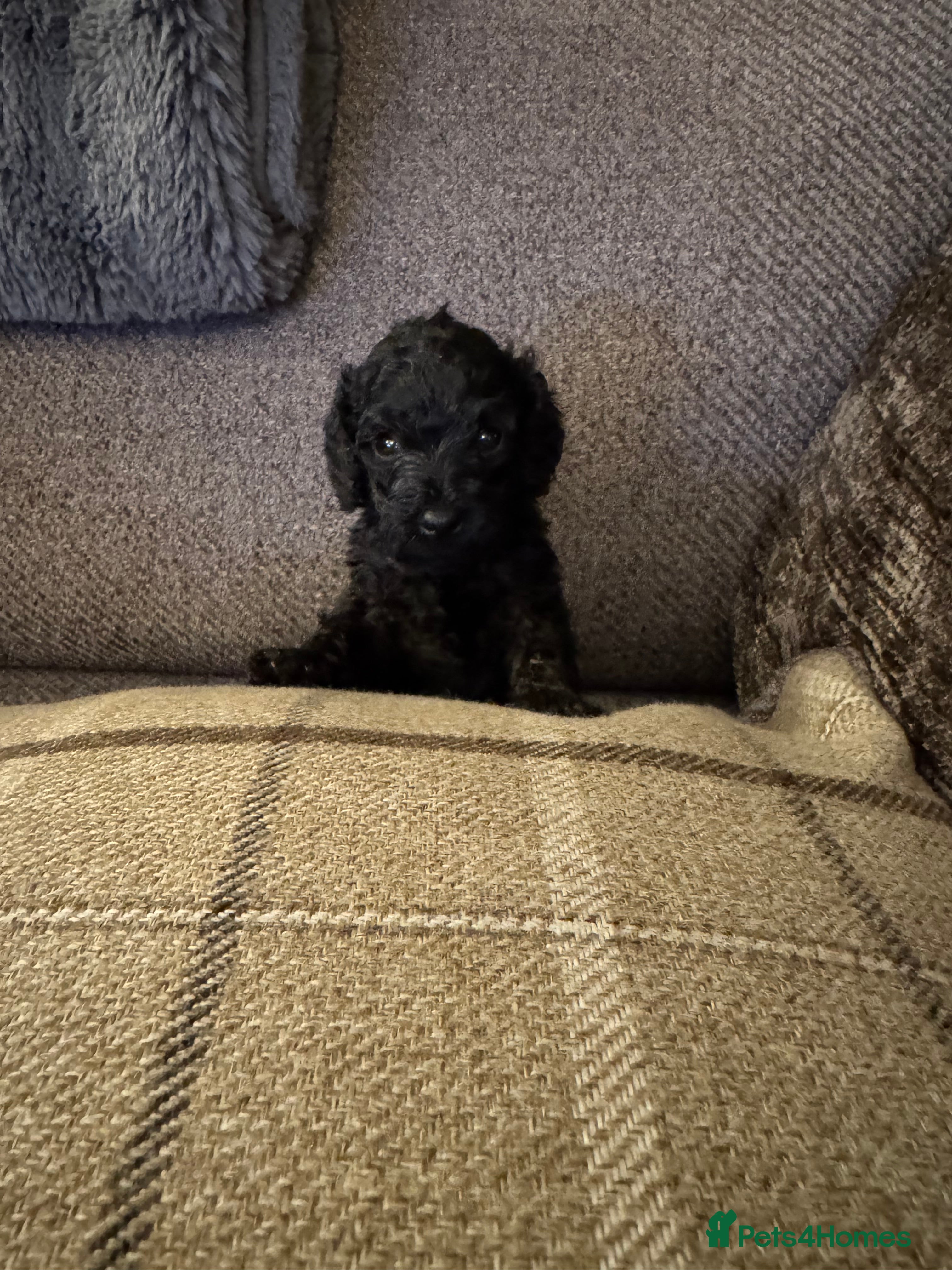 Cockapoo dogs Cockapoo F1B - Advert 1