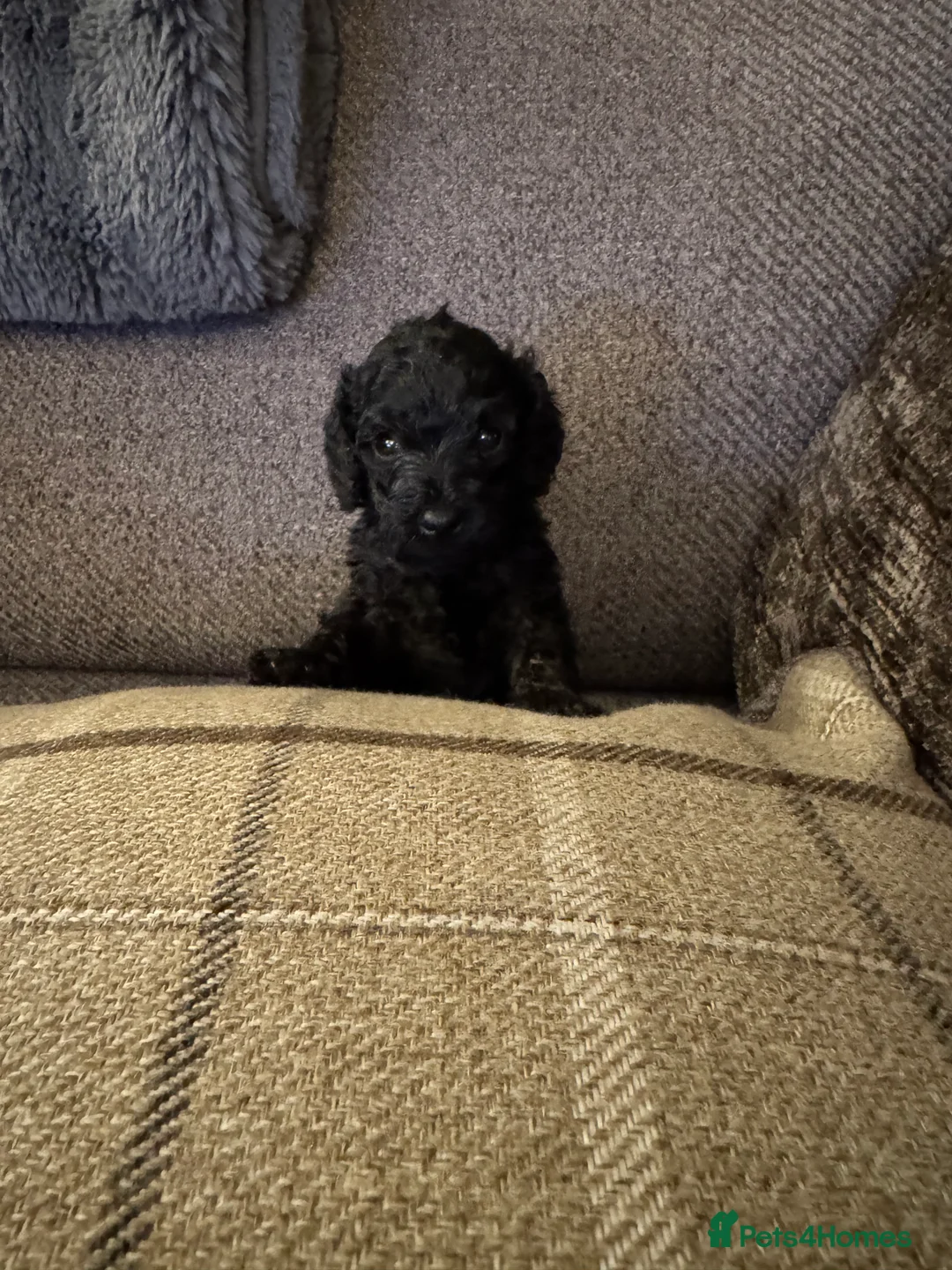 Cockapoo dogs for sale: Cockapoo F1B - Advert 1